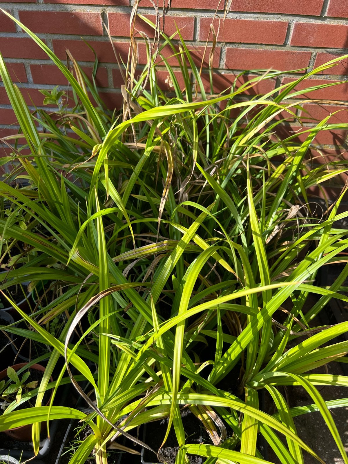 Knikkend zegge (Carex pendula) - Siergras voor border/prairi, Vaste plant, Siergrassen, Ophalen of Verzenden, Halfschaduw
