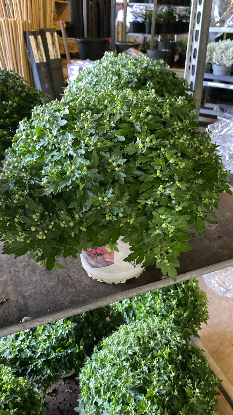 Chrysanten - Diverse kleuren beschikbaar 3 voor €19,50, Tuin en Terras, Volle zon, Vaste plant, Herfst, Ophalen