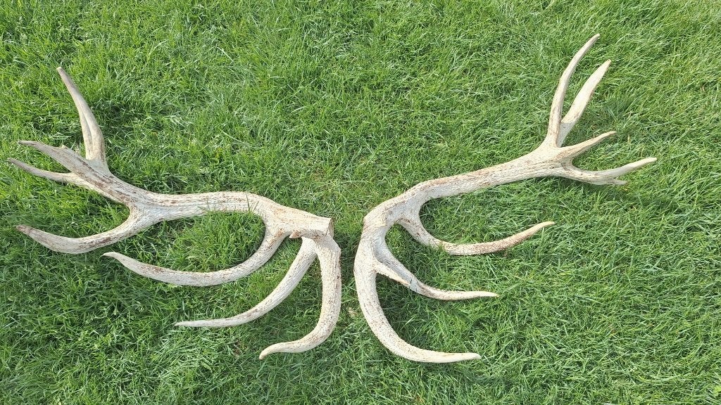 Taxidermie - gewei stangen hert 16-ender, Verzamelen, Dierenverzamelingen, Ophalen, Gebruikt, Hert, Gewei of Kop