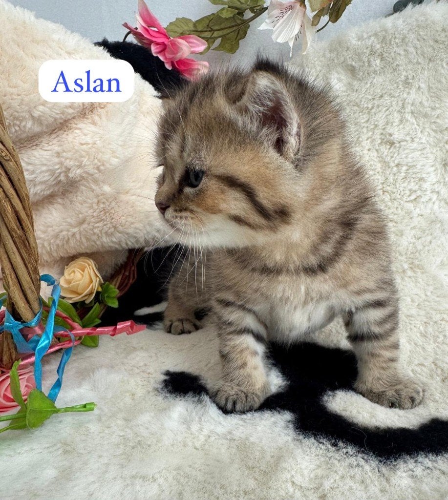 4 Prachtige Britse Korthaar kittens ️ 3 meisjes 1 jongen, Meerdere dieren, Gechipt, 0 tot 2 jaar