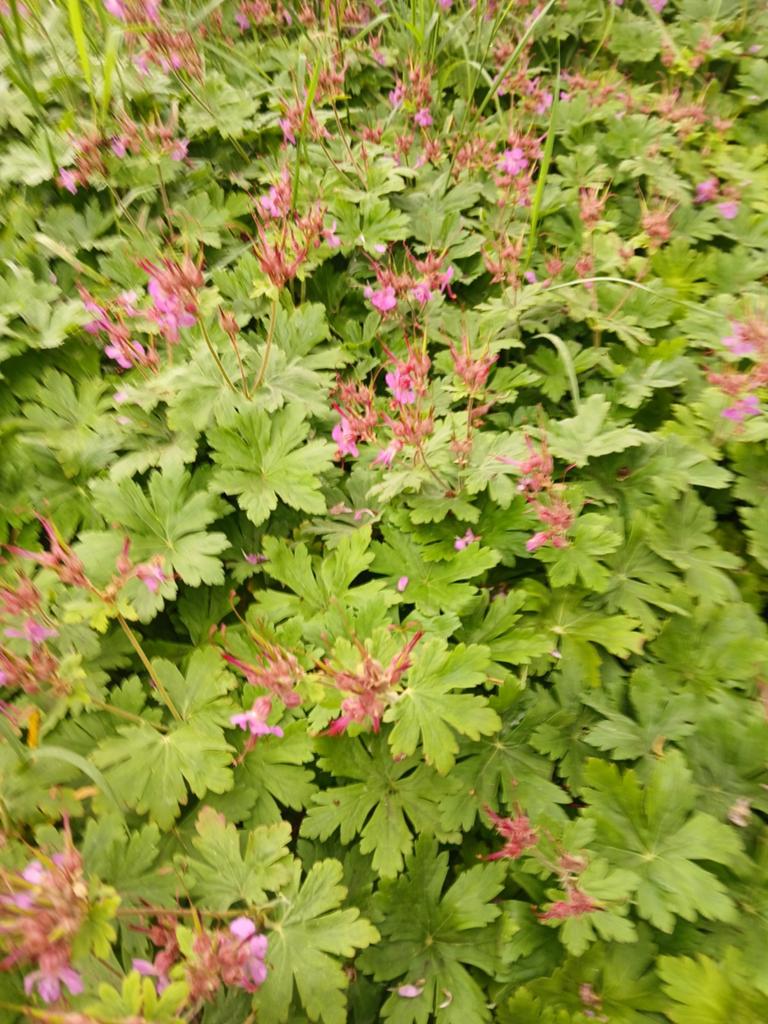 Geranium macrophyzum rose, Ophalen, Overige soorten, Volle zon