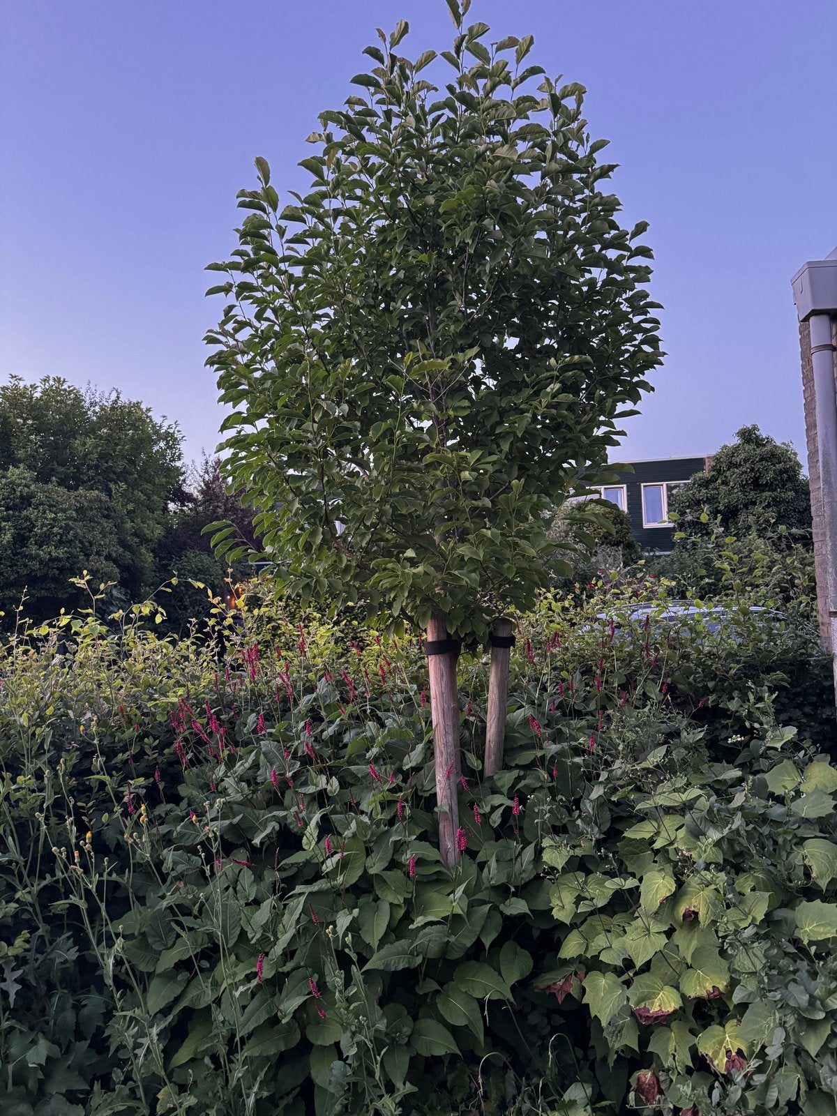 GRATIS 4 verschillende bomen, Tuin en Terras, Planten | Bomen, Overige soorten, Lente, 250 tot 400 cm, Ophalen