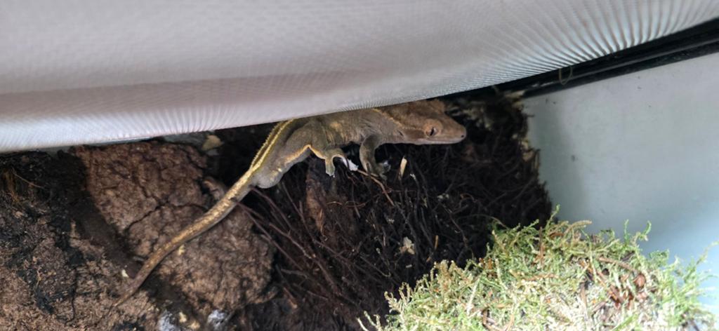 Wimper gekko man uit 2023 Crested Gecko - male for sale from Laura