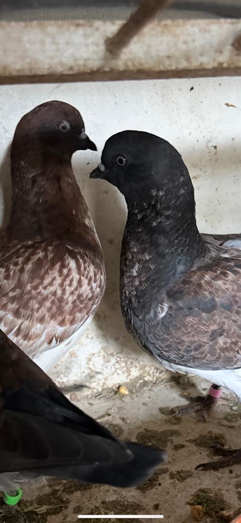 4 mooie jonge bonte sierduiven, Dieren en Toebehoren, Vogels | Duiven, Meerdere dieren, Overige soorten