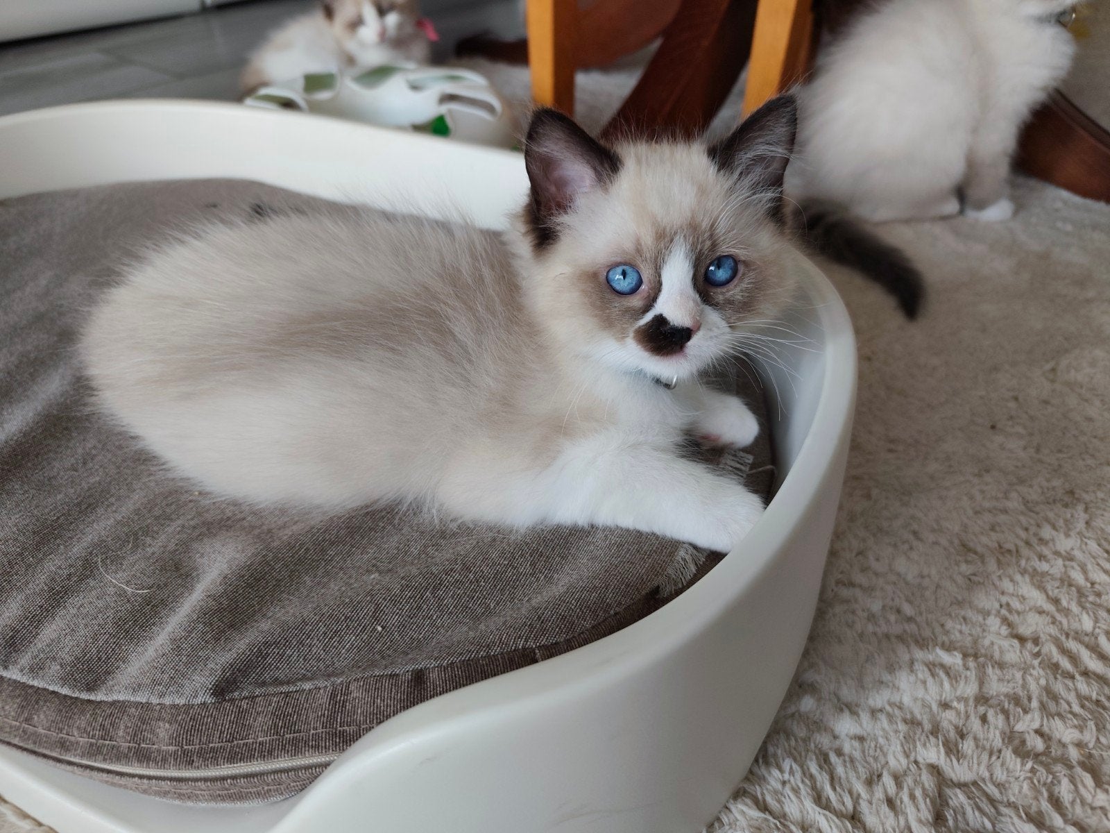Ragdoll kittens nog 1 jongens, Dieren en Toebehoren, Meerdere dieren, Ontwormd, 0 tot 2 jaar