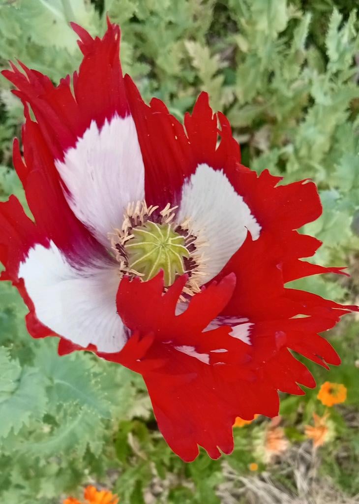Papaver somniferum Danish flag - Slaapbol zaden, Tuin en Terras, Bloembollen en Zaden, Ophalen of Verzenden, Voorjaar, Volle zon