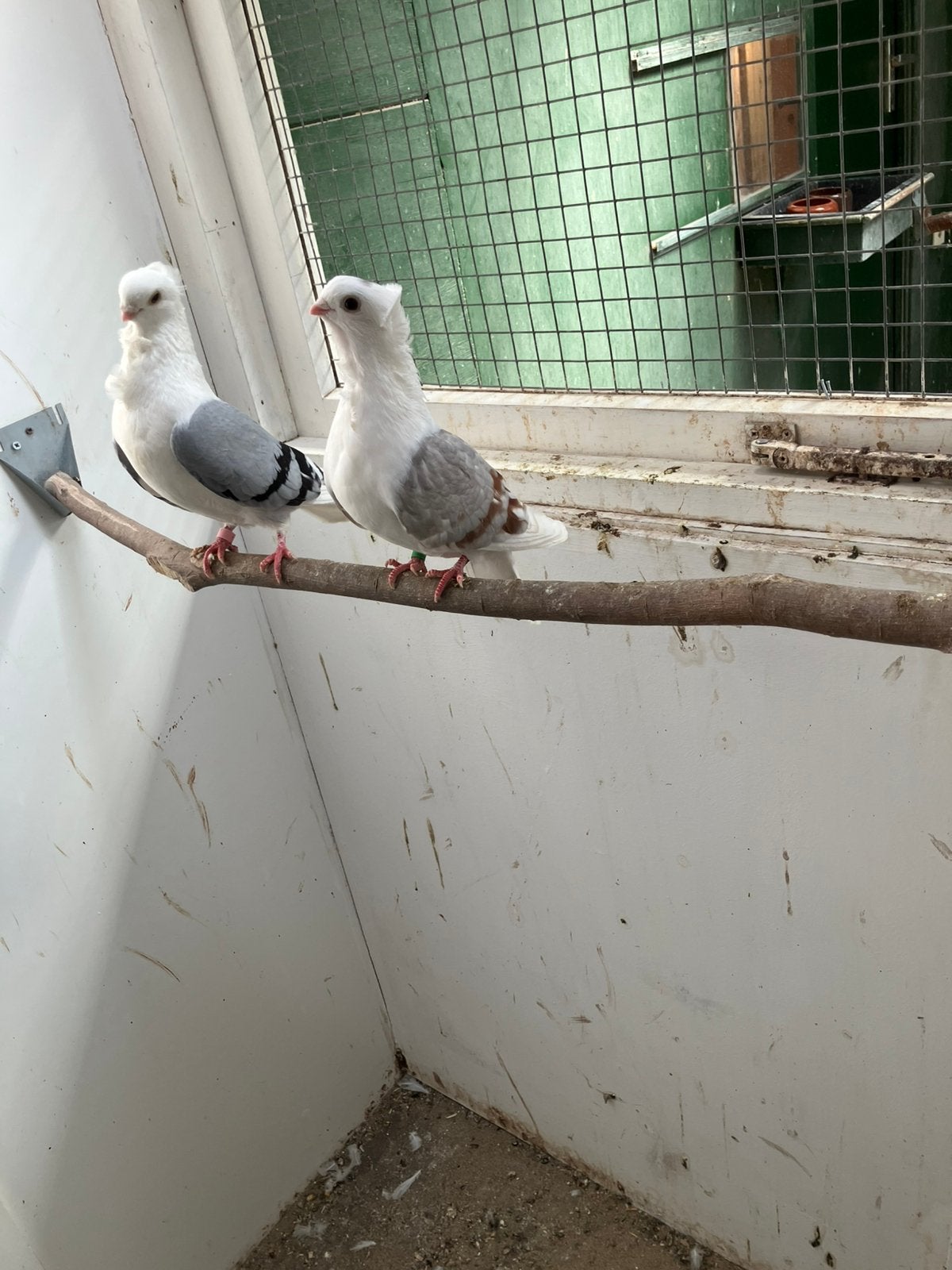 Duitser meeuwen, Dieren en Toebehoren, Meerdere dieren, Overige soorten