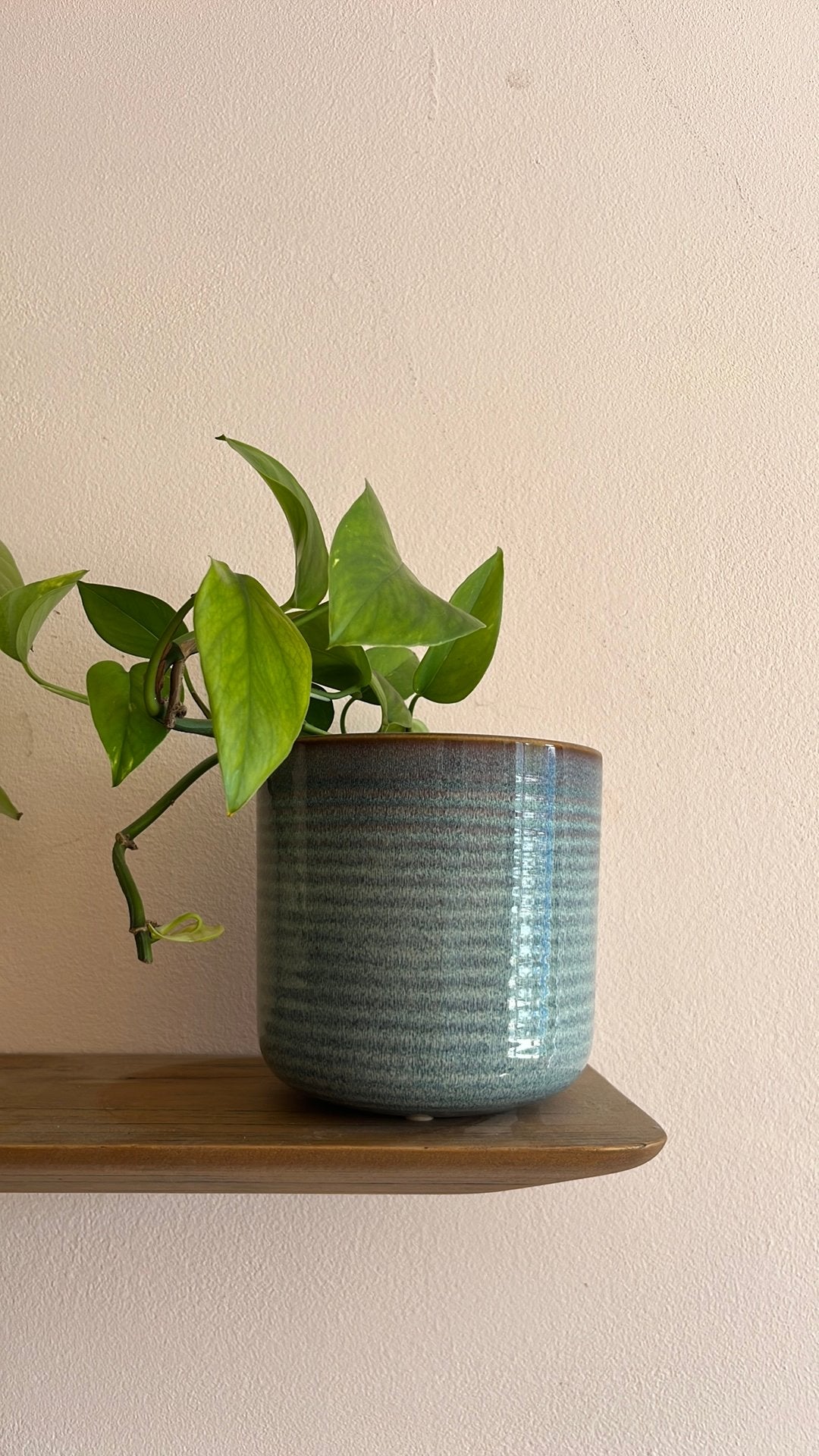 Epipremnum stek, Ophalen