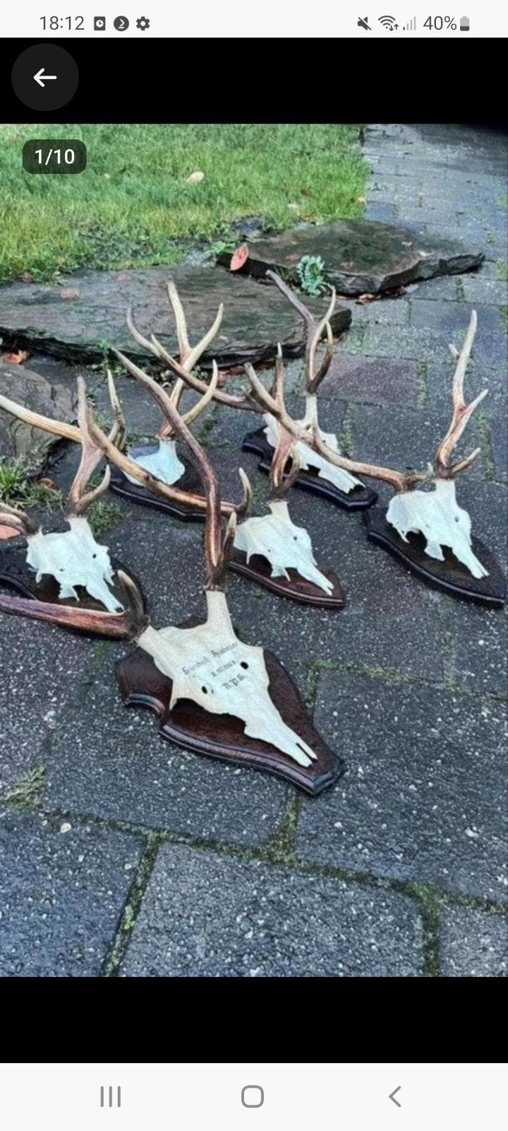 Prachtige Edelhert & Damhert schedels schild kleine prijsjes, Verzamelen, Dierenverzamelingen, Ophalen of Verzenden, Zo goed als nieuw