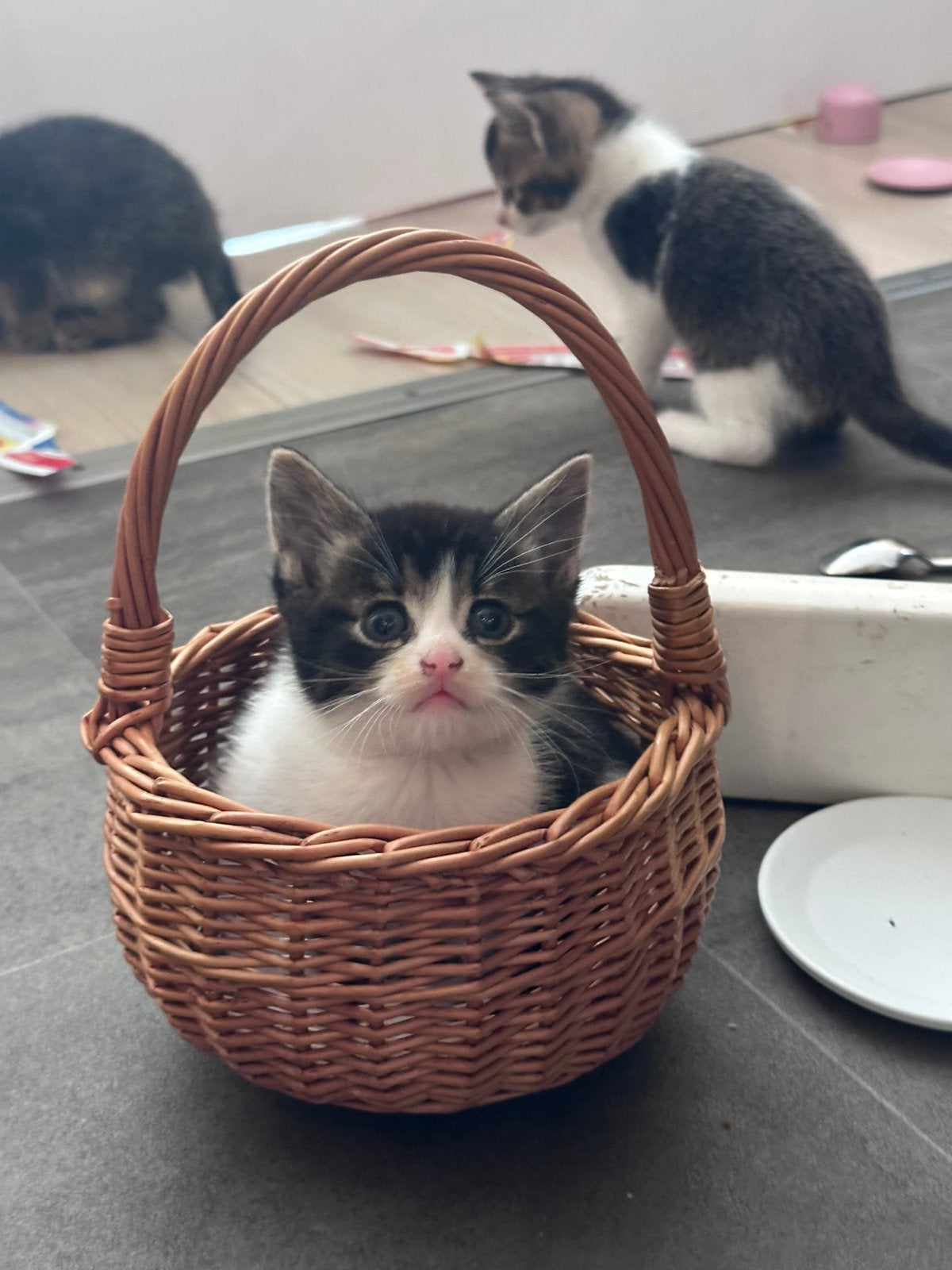 Lief zwart-wit katertje - kitten te koop, Kater, Kortharig, 0 tot 2 jaar