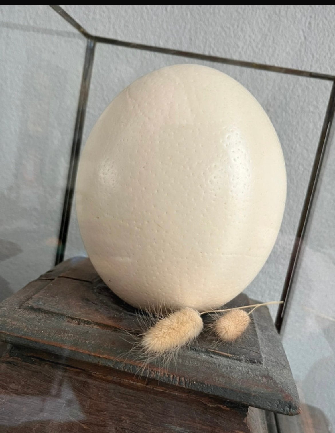XL struisvogel ei, Ophalen of Verzenden, Zo goed als nieuw