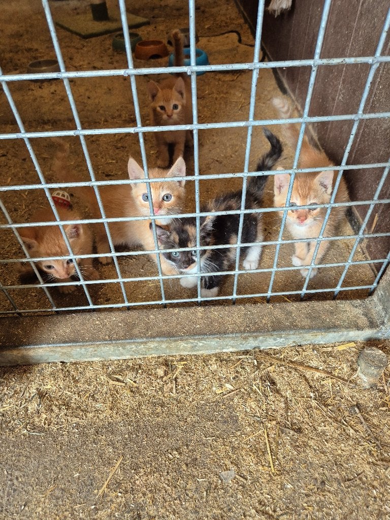 Boerderij kittens te koop, Meerdere dieren, Kortharig, 0 tot 2 jaar