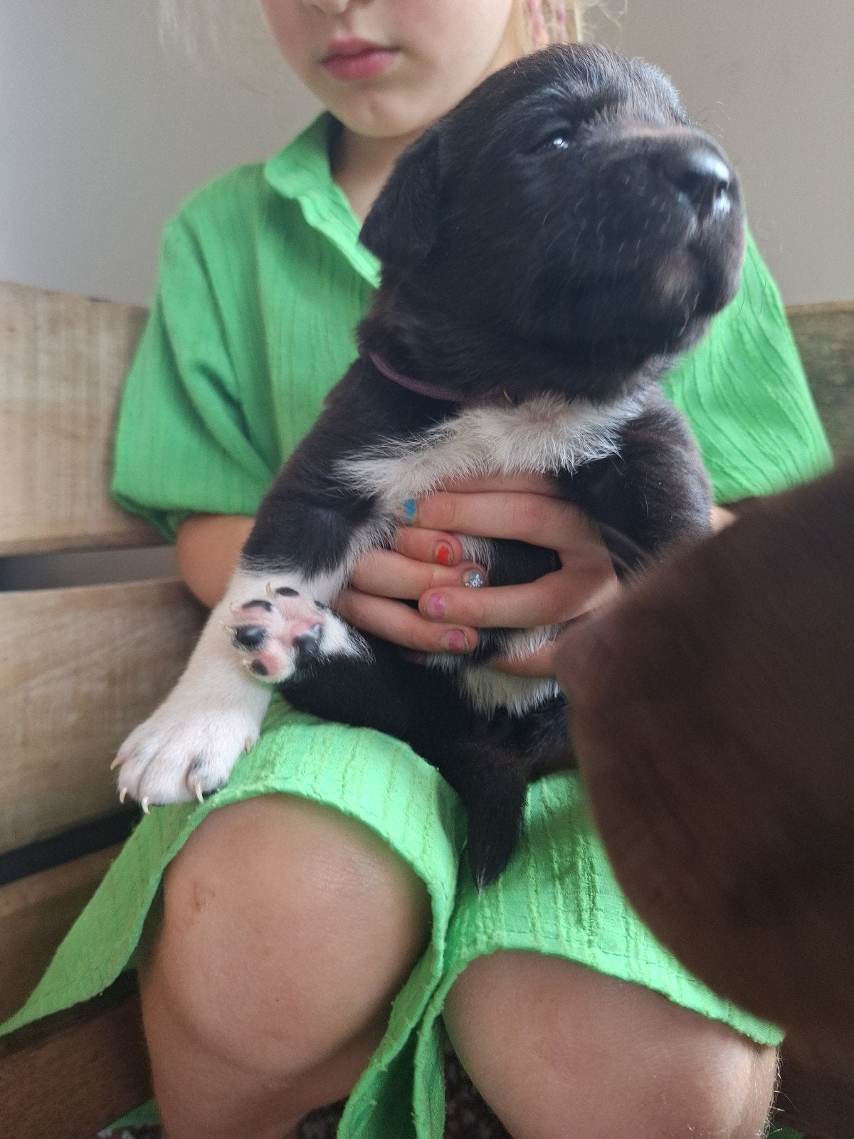 Borador puppy's, Dieren en Toebehoren, Honden | Niet-rashonden, 8 tot 15 weken, Meerdere, Meerdere dieren, Middel