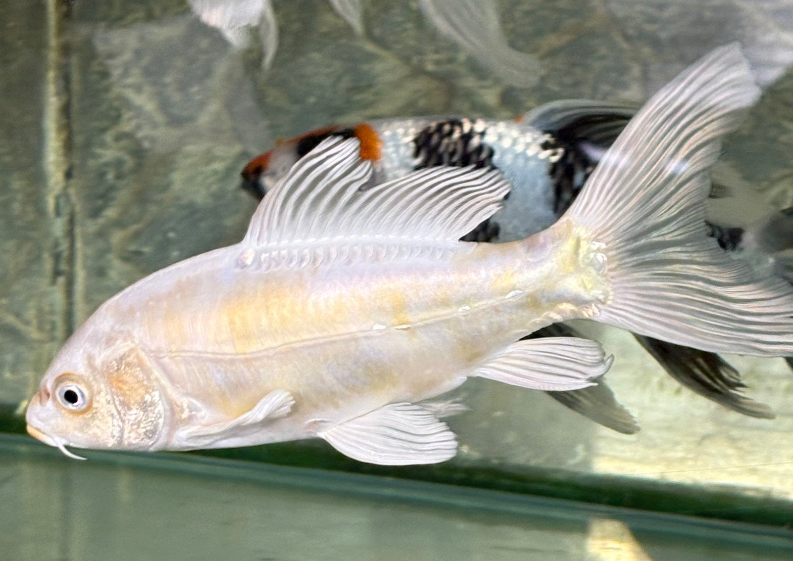 Prachtige japanse butterfly koi 25 cm, doitsu ogon/gold, Dieren en Toebehoren, Karper of Koi