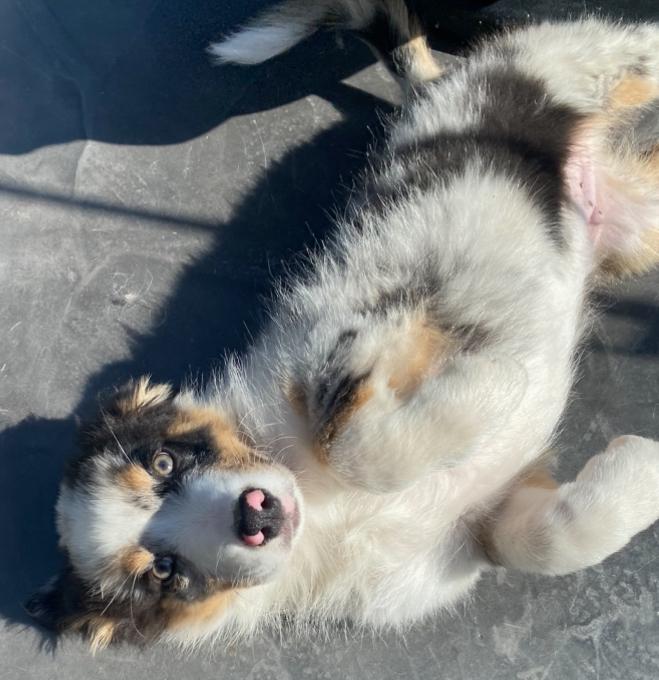 Pup Australian shepperd 12 weken oud, Dieren en Toebehoren, Honden | Herdershonden en Veedrijvers, Reu, 8 tot 15 weken, Parvo