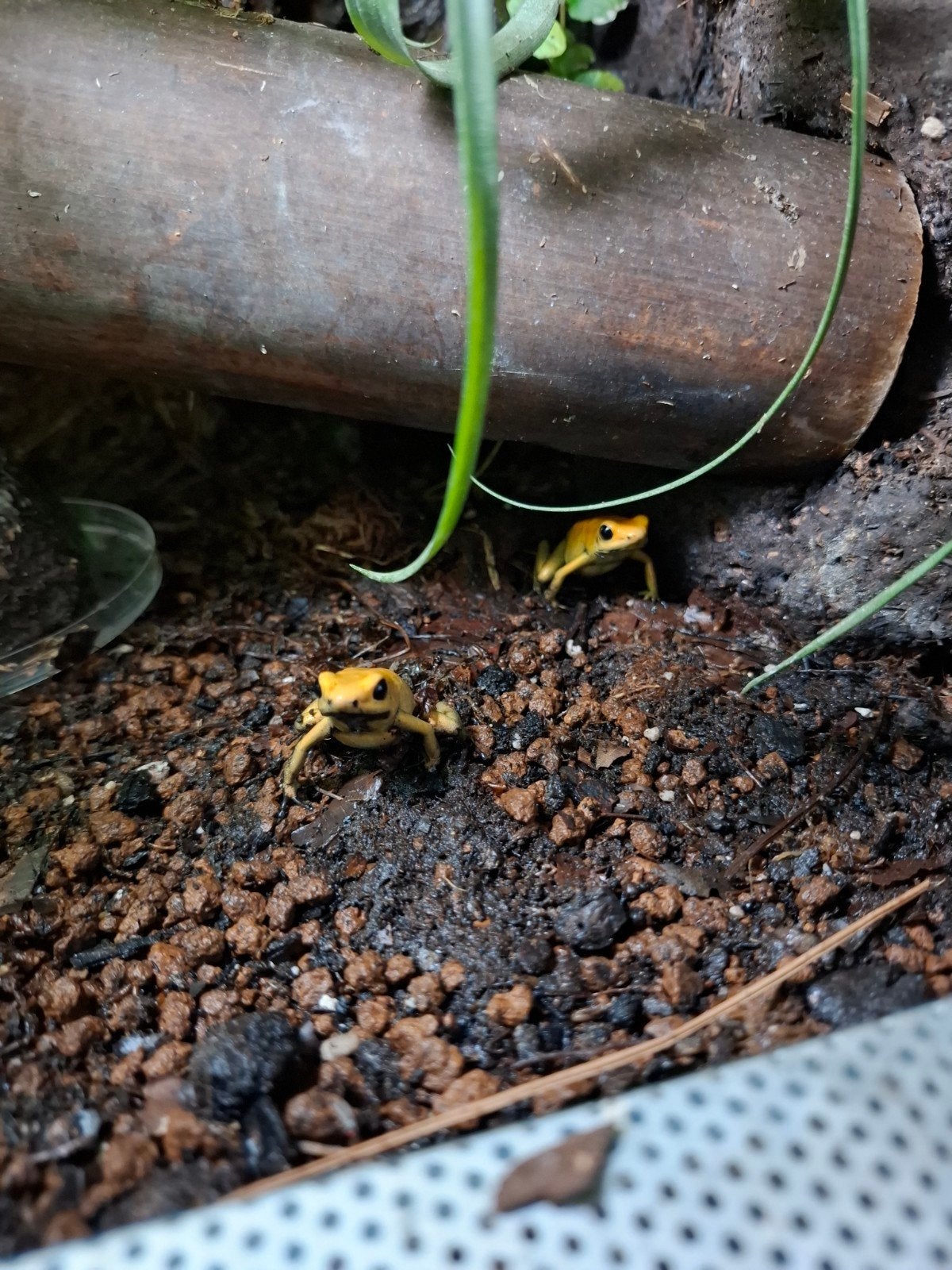 4x Phyllobates Bicolor 0.0.4. Frog photo 4