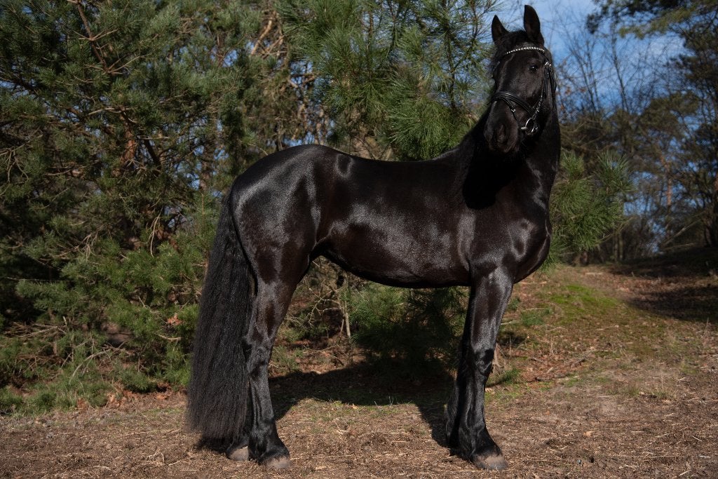Friese merrie 8 jaar, Dieren en Toebehoren, Paarden, Merrie, B, 165 tot 170 cm, 7 tot 10 jaar, Dressuurpaard, Met stamboom, Gechipt