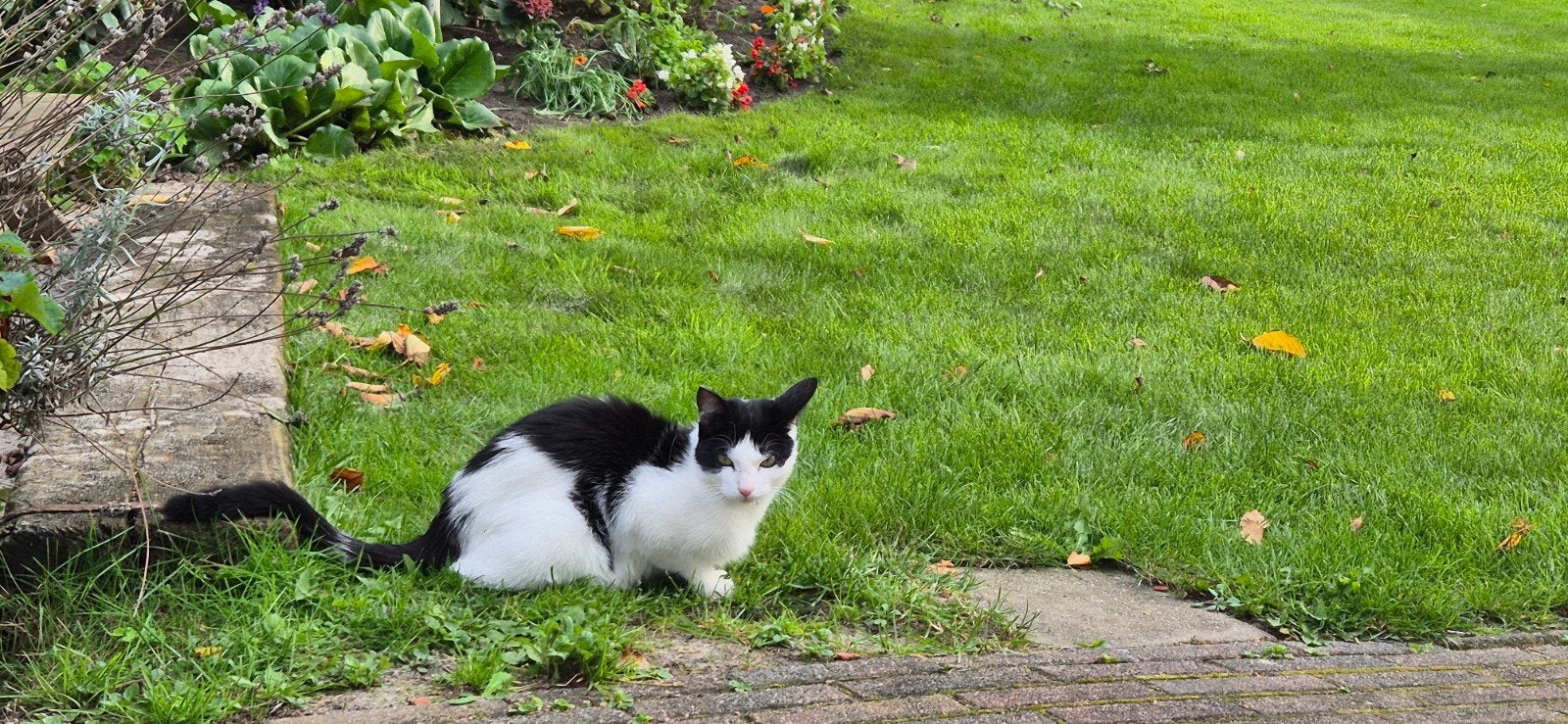 Lieve poezen, Poes