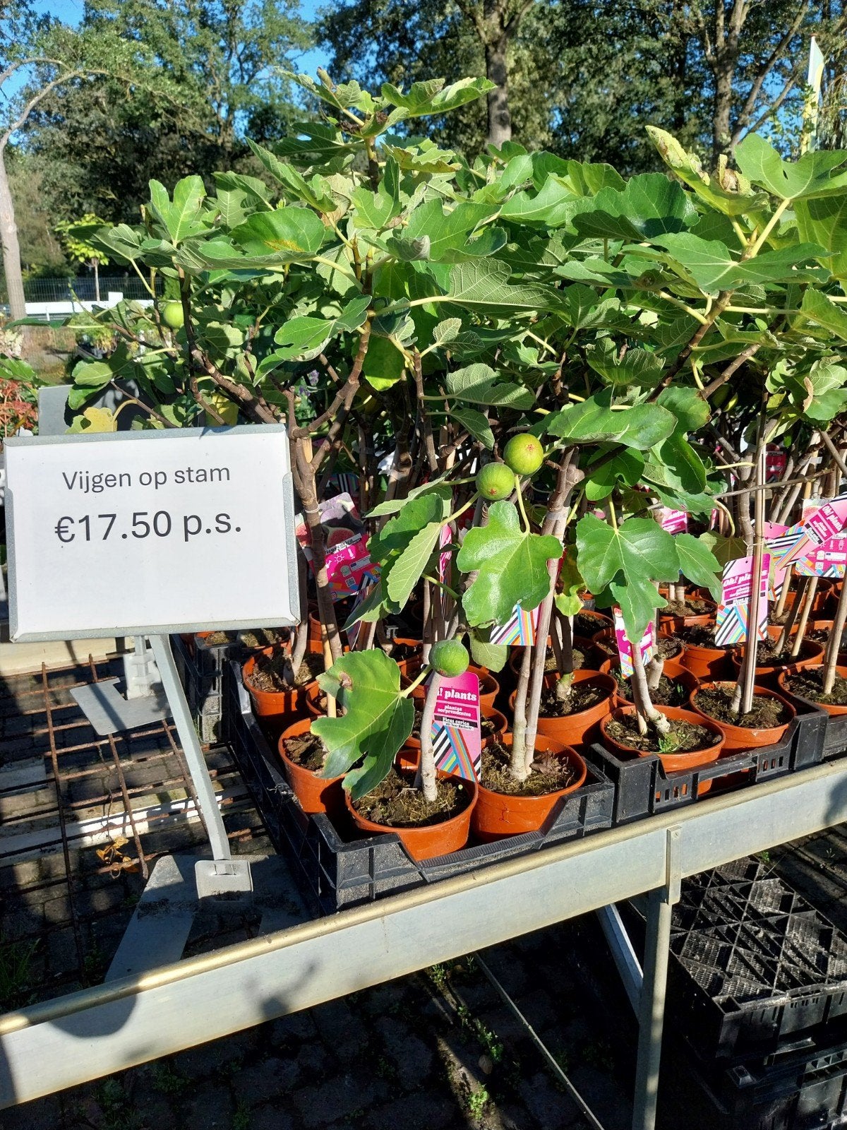 Ficus Carica 'Hector' op stam - Vijgenboom, Ophalen, Volle zon, Vaste plant, Zomer