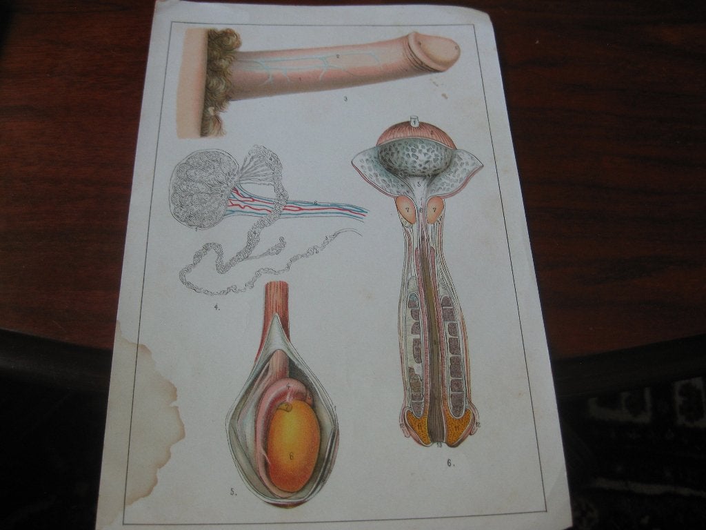 anatomie, Ophalen of Verzenden, Beta, Gelezen, HBO