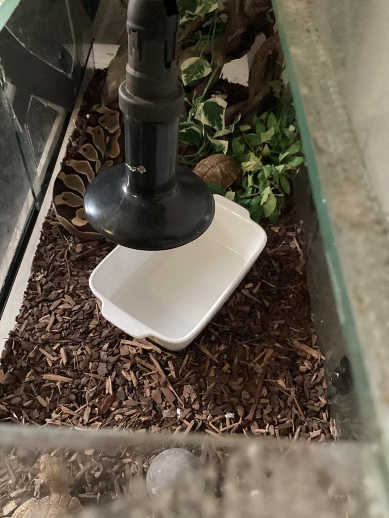 Konings python Met terrarium, Dieren en Toebehoren, Reptielen en Amfibieën, Slang, Met terrarium