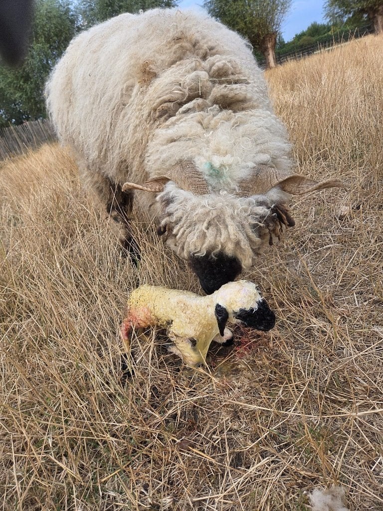 TE KOOP: Walliser Schwarznase ooilam fleslam, Vrouwelijk, Schaap, 0 tot 2 jaar