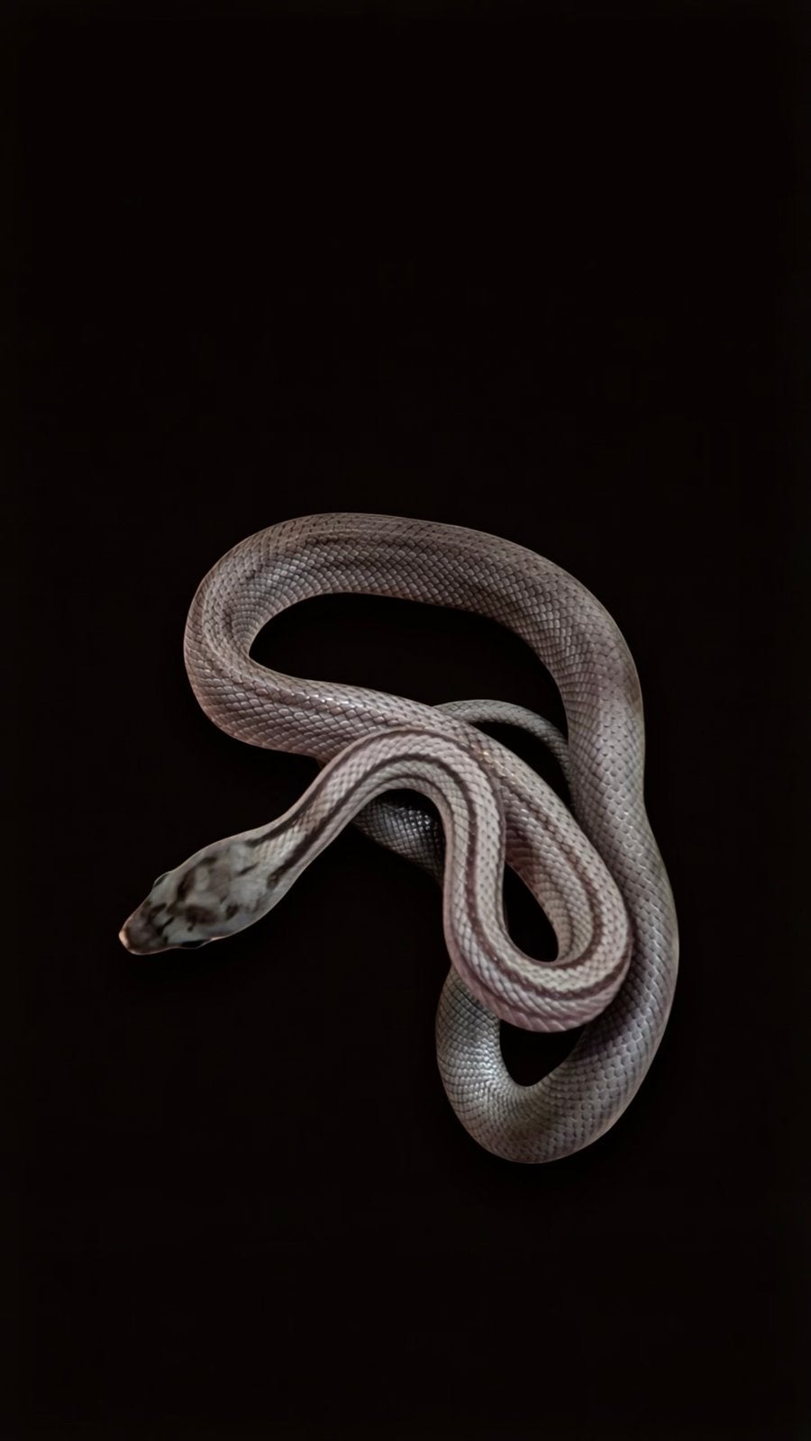 Verschillende varianten jonge rattenslangen Rat Snake photo 6