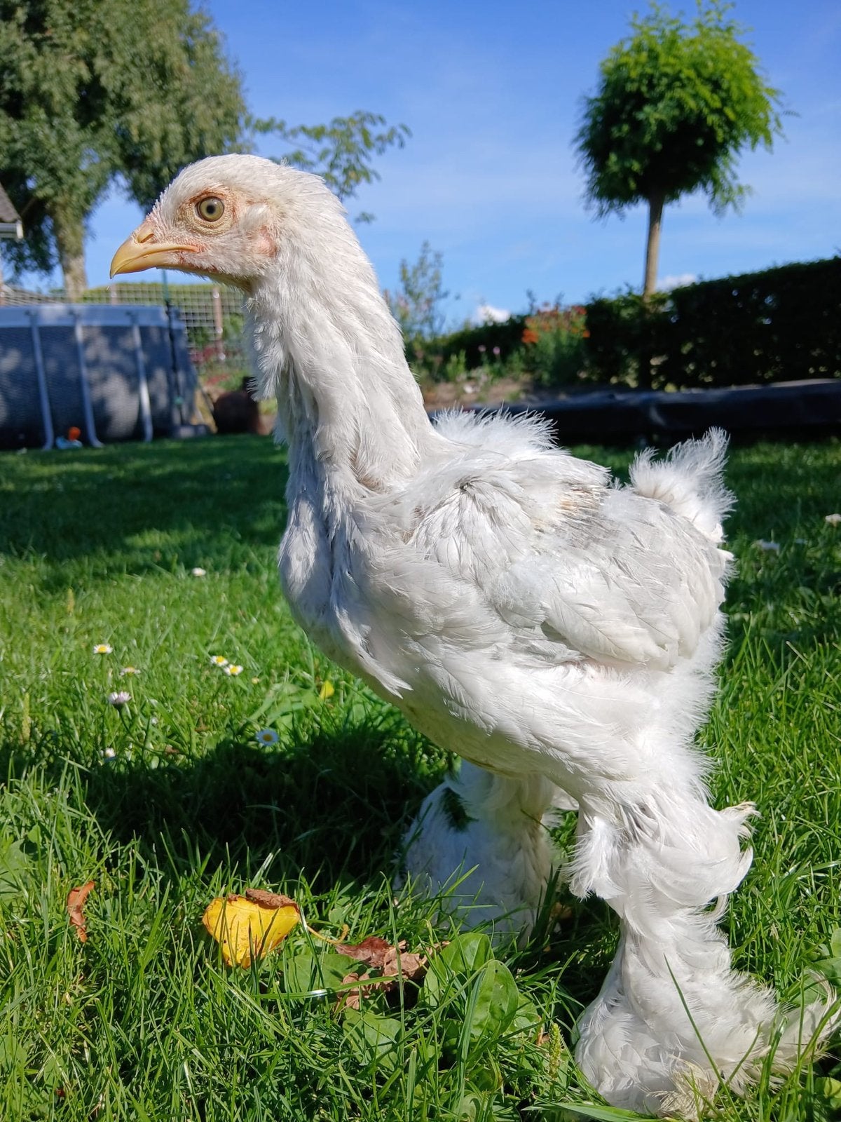 Brahma haan isabel, Dieren en Toebehoren, Pluimvee, Mannelijk, Kip