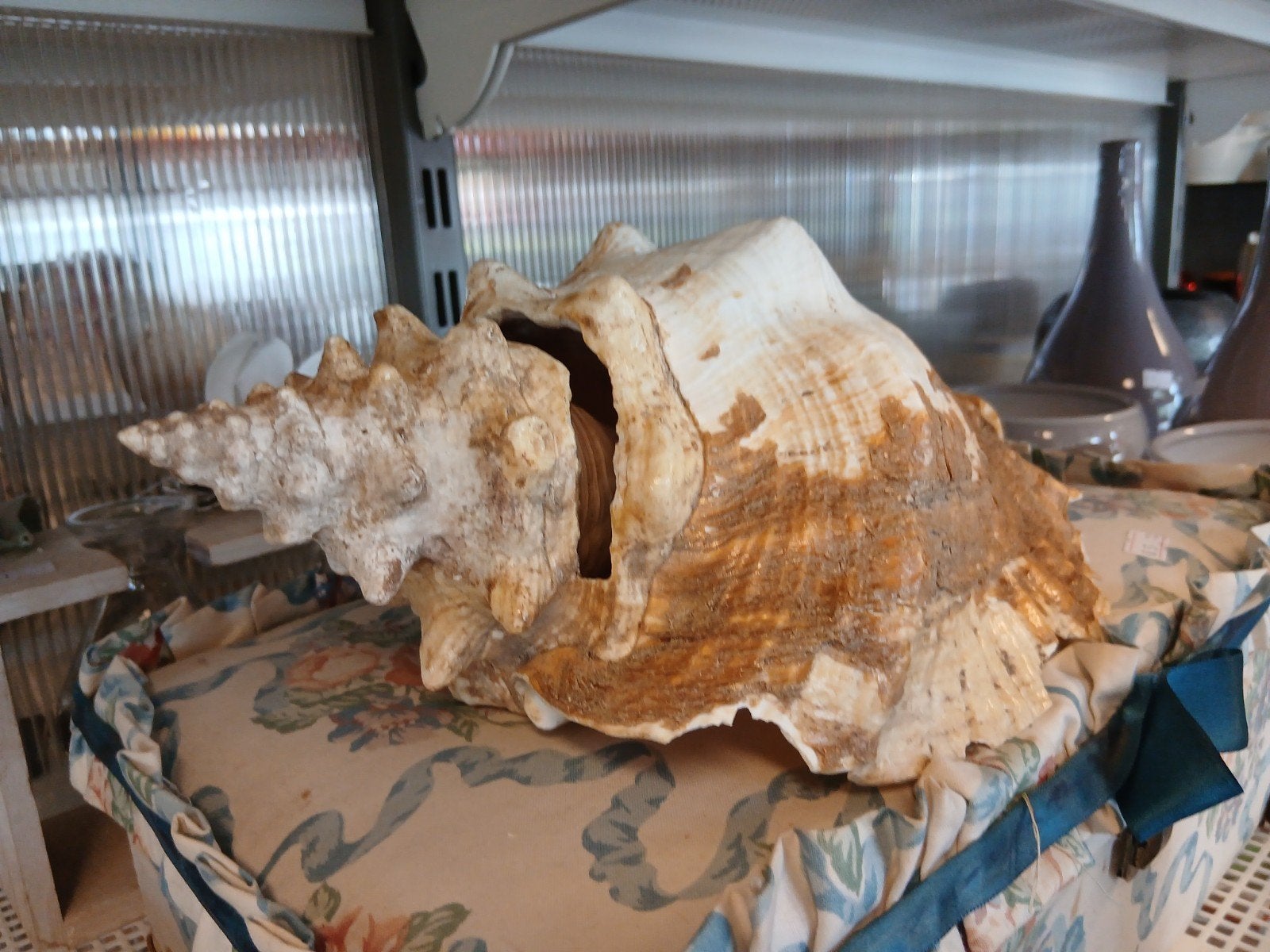 Grote decoratieve schelp, Ophalen, Gebruikt, Meerkleurig, Overige stijlen