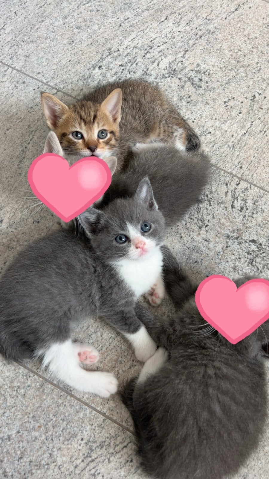 Kittens te koop, Dieren en Toebehoren, Meerdere dieren