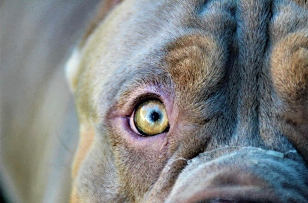 Bully XL Dek reu lilac tri color, Dieren en Toebehoren, Eén hond, 3 tot 5 jaar, Nederland, Particulier