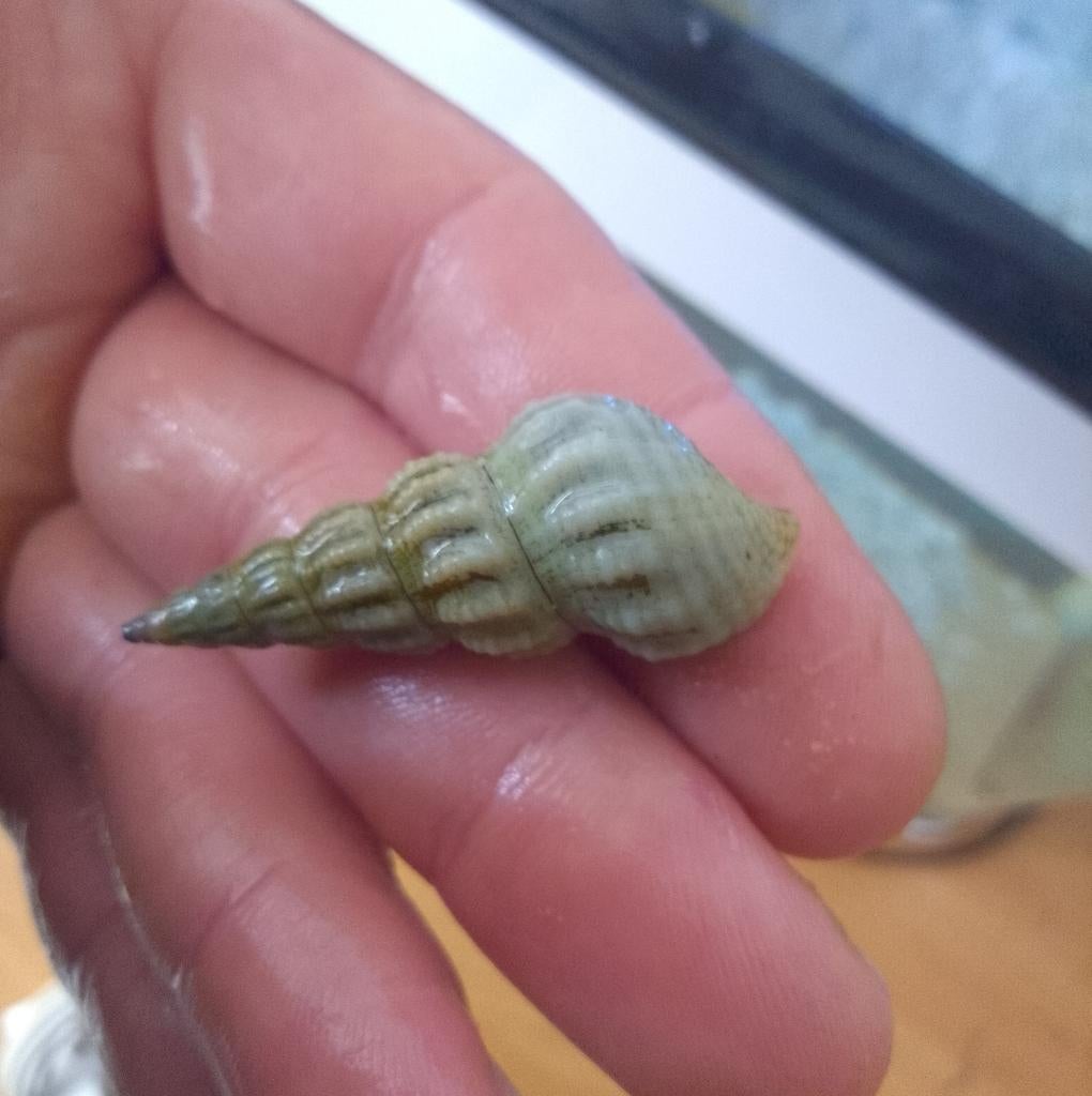 aquariumslak malenoides tuberculata, Dieren en Toebehoren, Overige Dieren, Mei, Meerdere dieren
