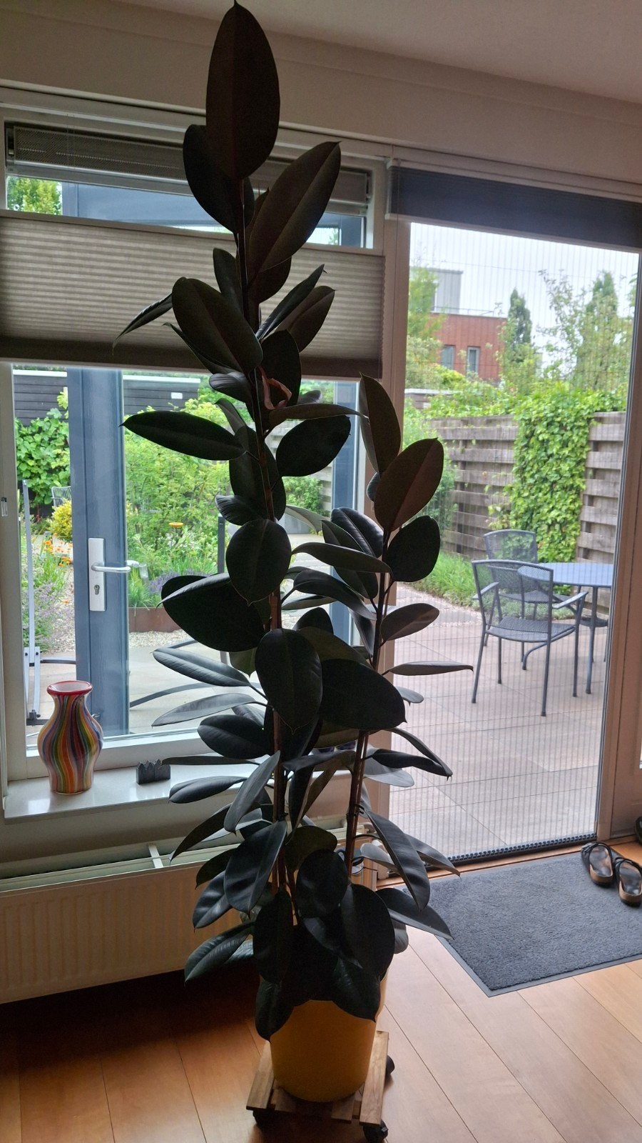 Te koop mooie Ficus Elastica Abidjan, Huis en Inrichting, Kamerplanten, Ophalen, Ficus, Halfschaduw, 150 tot 200 cm