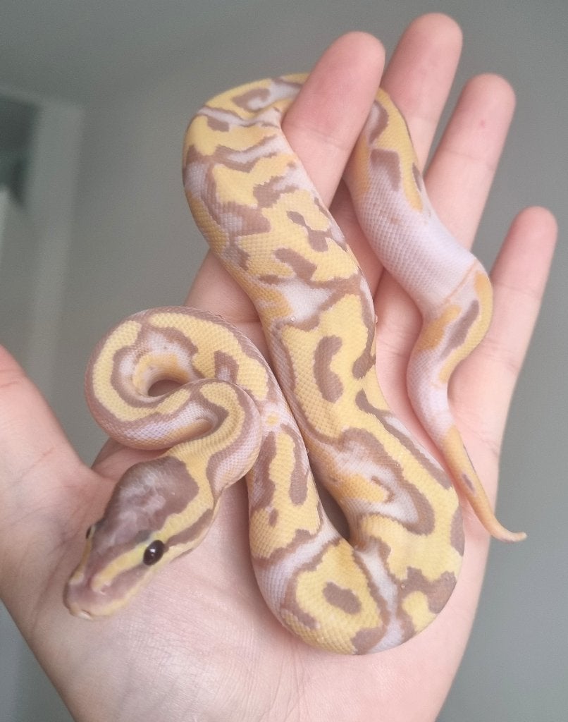 1.0 banana enchi pastel piebald koningspython, Slang, 0 tot 2 jaar