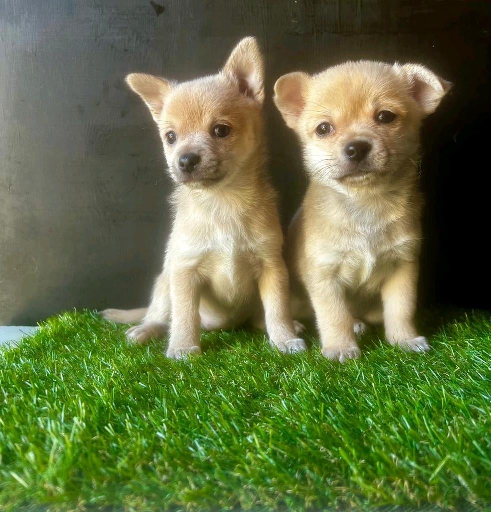 Prachtige Pomchi pups zoeken een liefdevol thuis., Dieren en Toebehoren, Parvo, Overige rassen, 8 tot 15 weken, Meerdere