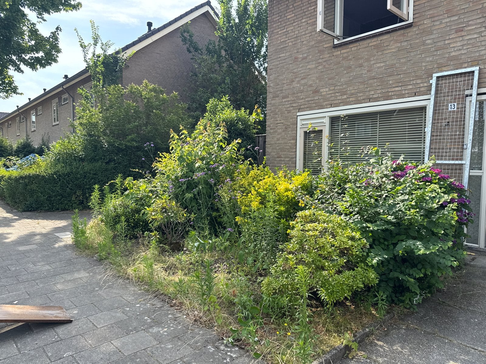 Volgroeide planten gratis af te halen (zelf uitgraven), Tuin en Terras, Planten | Tuinplanten, Vaste plant, Halfschaduw, Zomer