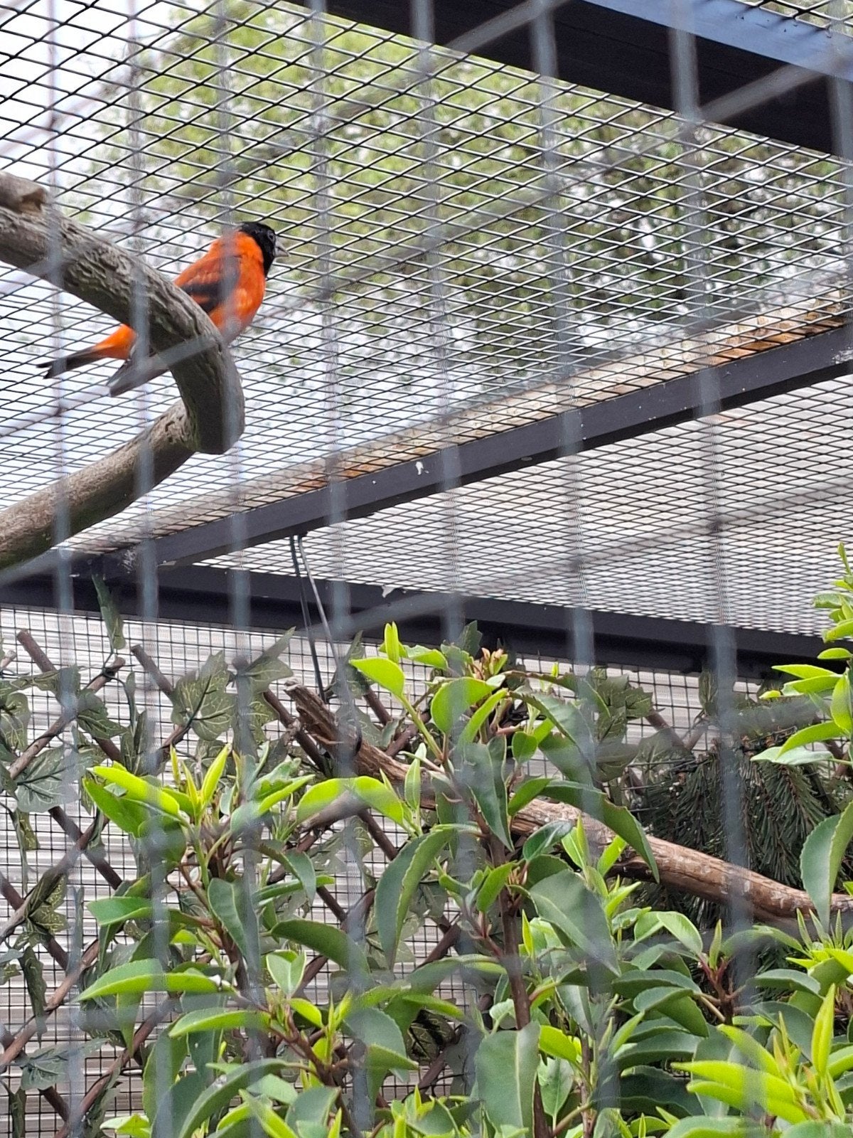 Kapoetsensijzen, Meerdere dieren, Geringd