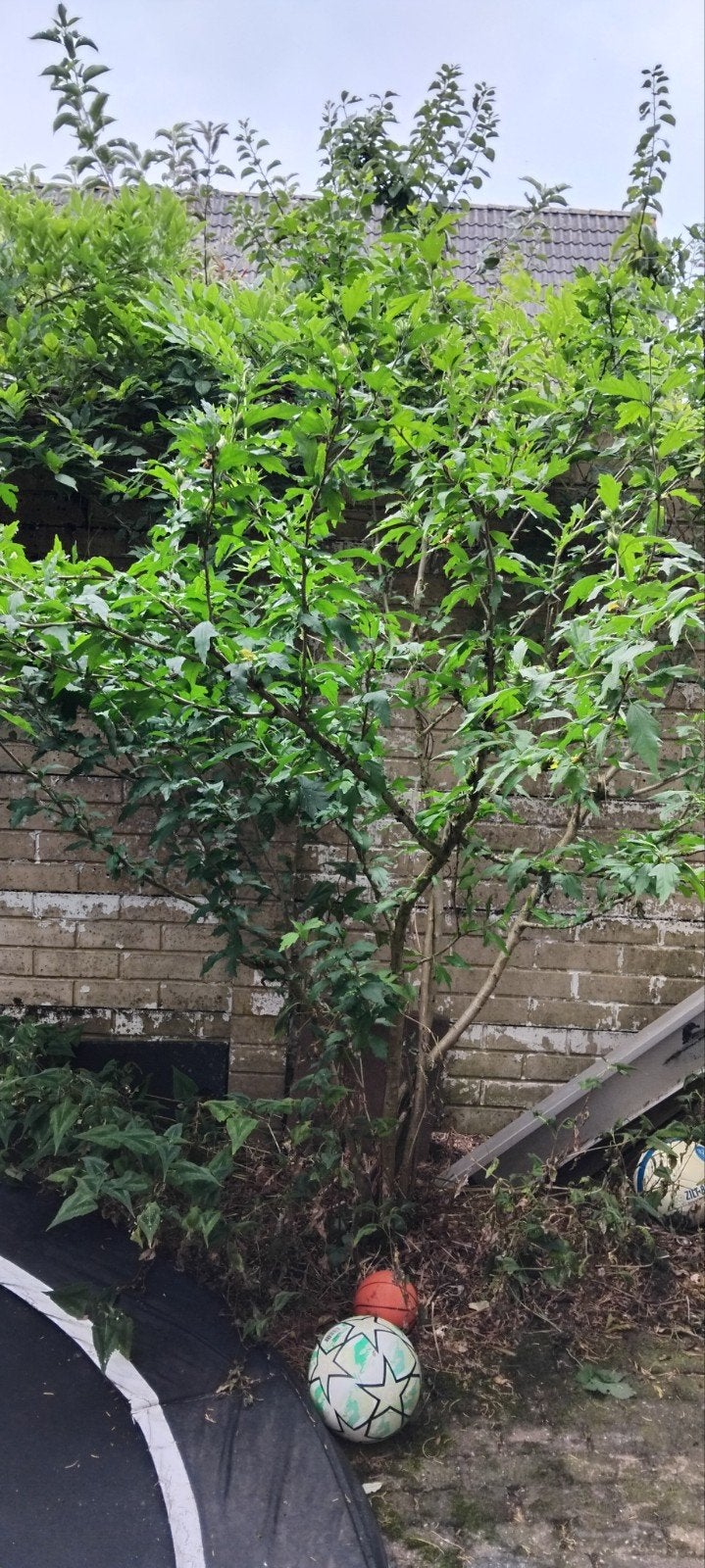 Prachtige Tuinhibiscus - Bloeiende struik voor uw tuin, Overige soorten, Volle zon, Vaste plant, Ophalen of Verzenden