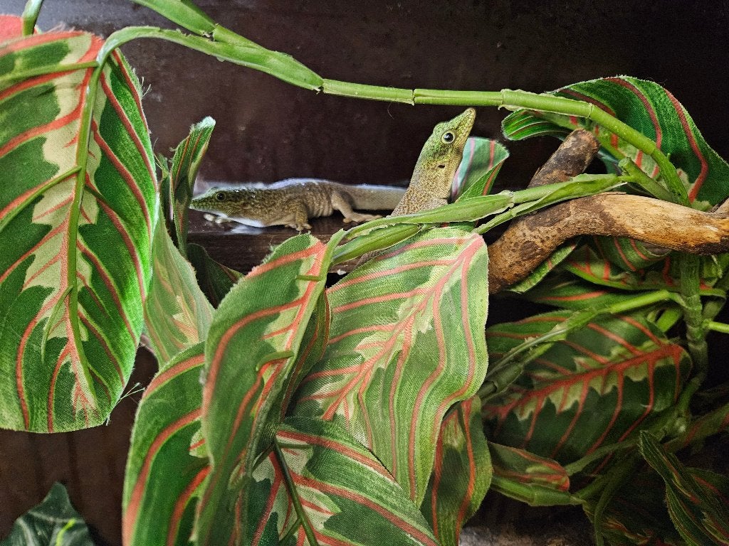 Phelsuma standingi Madagaskardaggekko koppel, Dieren en Toebehoren, Reptielen en Amfibieën, Hagedis, 0 tot 2 jaar