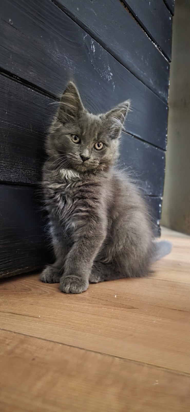 100 procent Main Coon kittens poesjes, Meerdere dieren, Ontwormd
