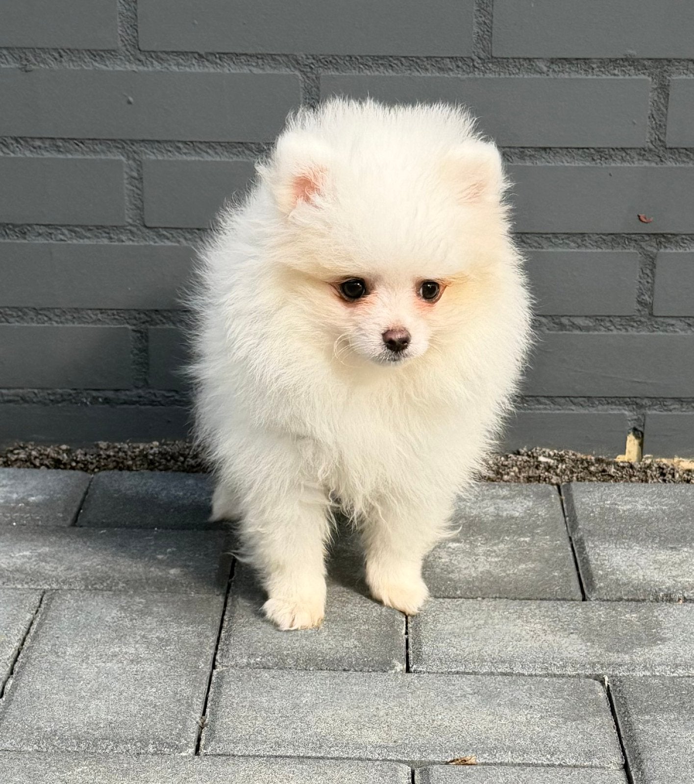 Pomeriaan pup vader FCI stamboom ouders BEIDE aanwezig, Dieren en Toebehoren, Keeshond, CDV (hondenziekte), 8 tot 15 weken, Meerdere