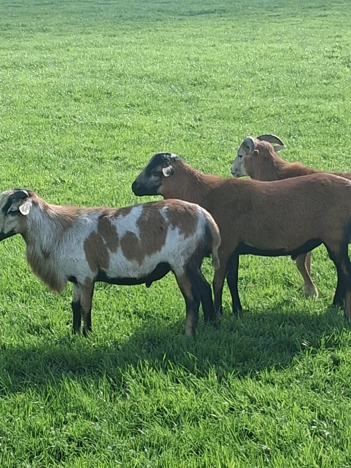 kamaroen rammen tekoop, Dieren en Toebehoren, Mannelijk, Schaap, 0 tot 2 jaar