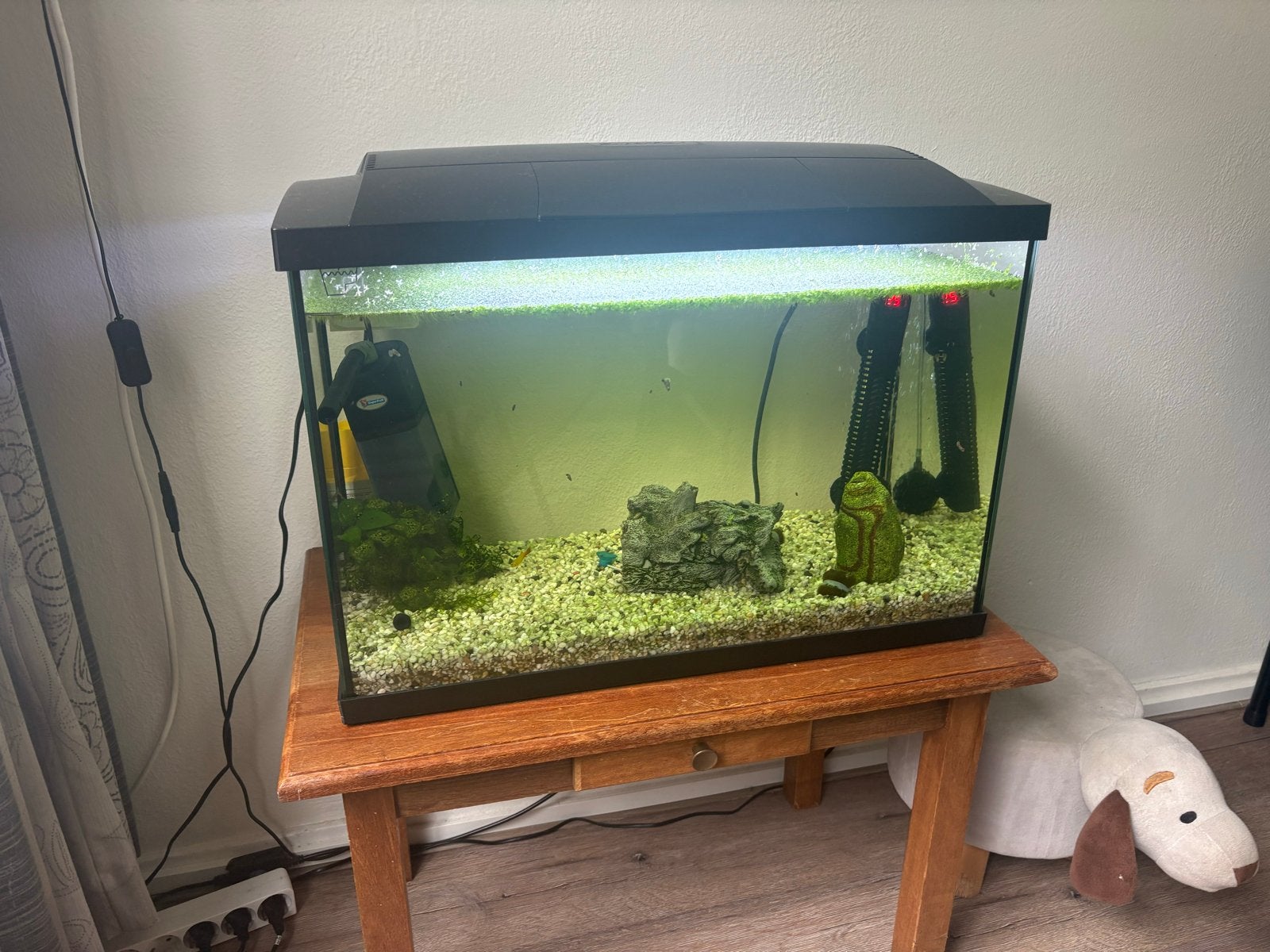 Aquarium 60 liter, Ophalen, Zo goed als nieuw, Gevuld zoetwateraquarium