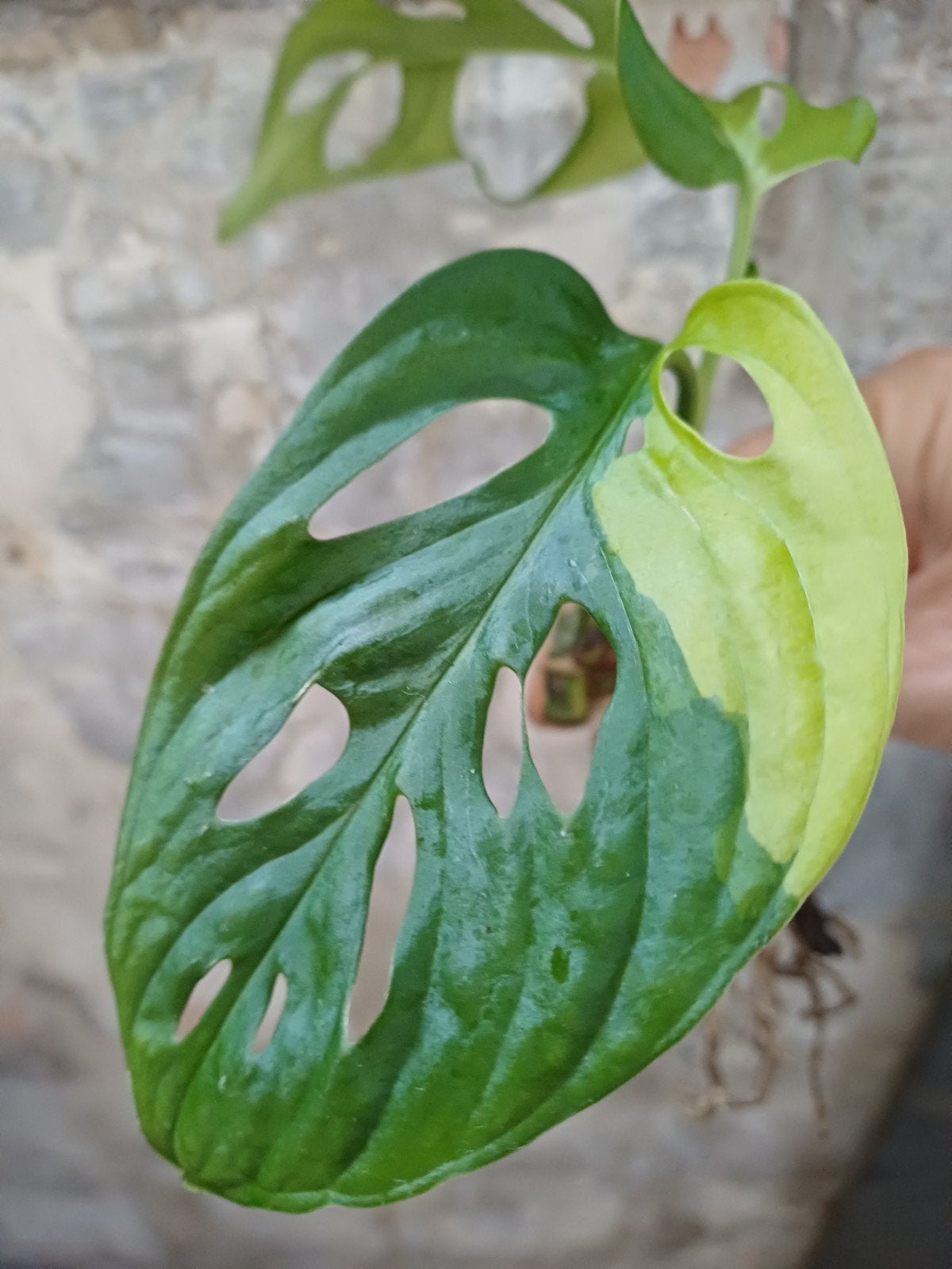 Monstera adansonii aurea variegata, Huis en Inrichting, Kamerplanten, Ophalen of Verzenden, Halfschaduw, Minder dan 100 cm