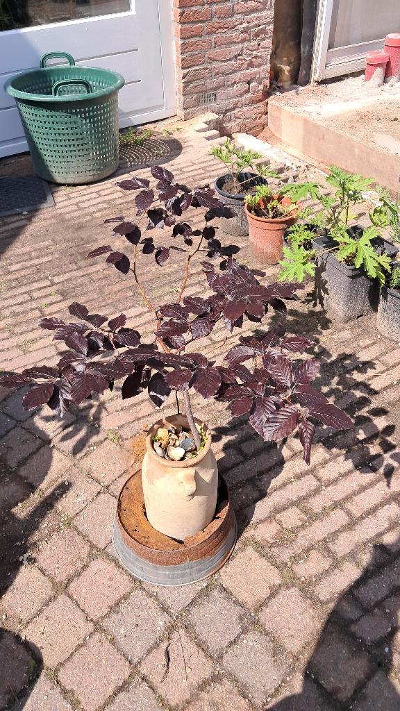 Rode beuk, Fagus, jonge Bonsai in fles., Tuin en Terras, Planten | Bomen, Bloeit niet, Leiboom, Halfschaduw, Minder dan 100 cm