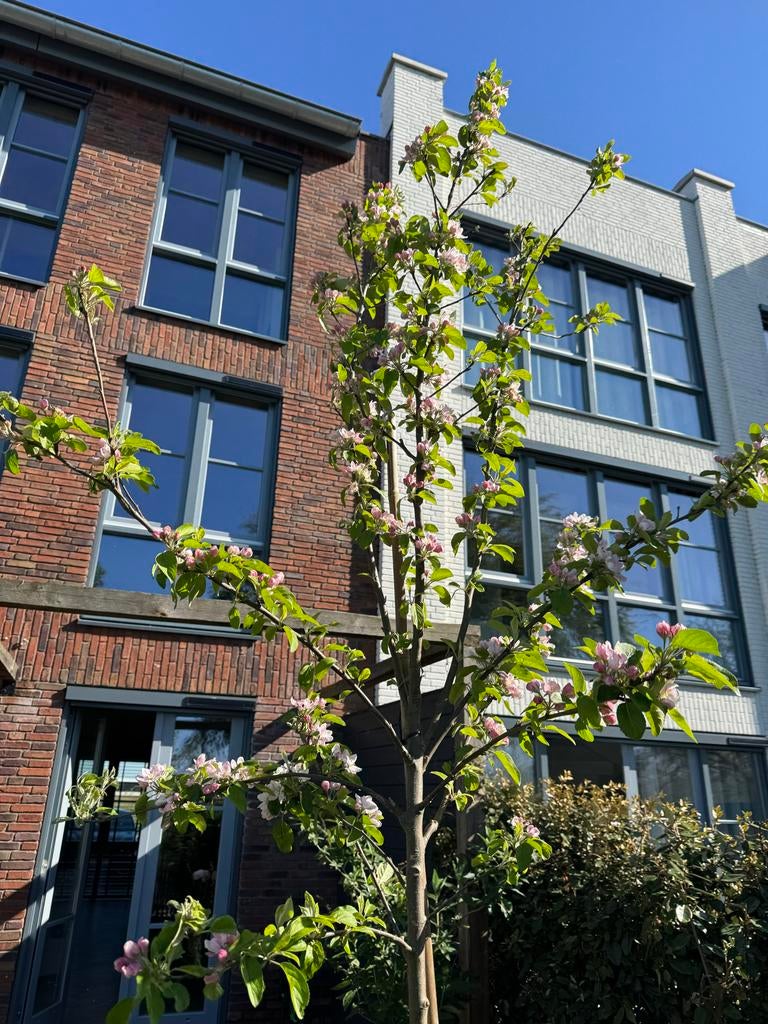 Prachtige Appelboom te Koop - Bloeit Nu!, Tuin en Terras, Planten | Fruitbomen, Ophalen, 250 tot 400 cm, Appelboom, Lente