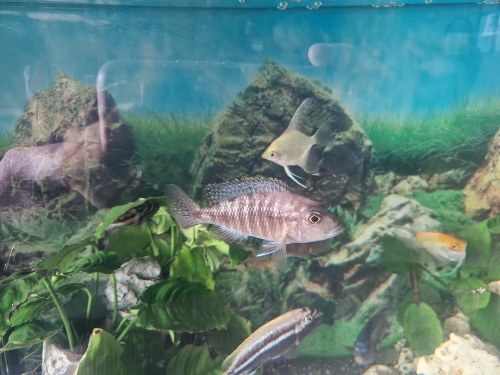 Malawi cincliden, Dieren en Toebehoren, Vissen | Aquariumvissen, Vis