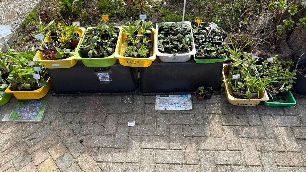 Vaste planten voor kleine prijzen, Ophalen, Overige soorten, Volle zon