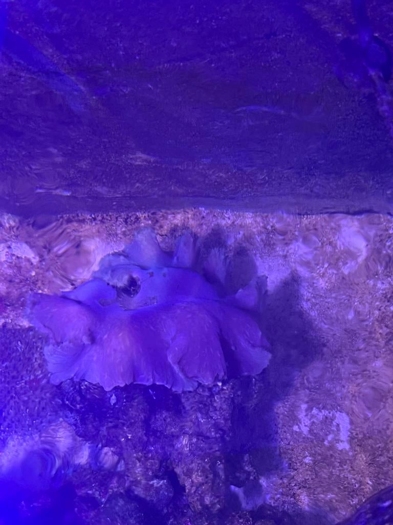 Kroepoek en paddestoel leder koraal mag ook ruilen, Dieren en Toebehoren, Vissen | Aquariumvissen, Overige typen