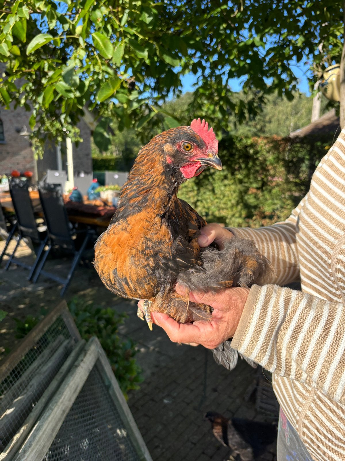 Marans Haan, 8 weken oud, Dieren en Toebehoren, Mannelijk, Kip